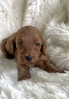 Lydia, a female Miniature Goldendoodle for sale in Atmore, AL – 2 of 10