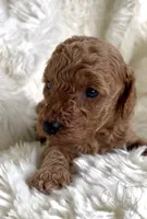 Abby, a female Miniature Goldendoodle for sale in Atmore, AL – 2 of 9