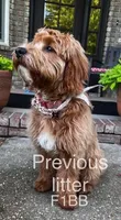 Abby, a female Miniature Goldendoodle for sale in Atmore, AL – 8 of 9