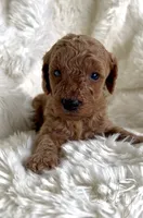 Abby, a female Miniature Goldendoodle for sale in Atmore, AL – 1 of 9