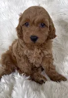 Mary, a female Goldendoodle for sale in Atmore, AL – 4 of 10