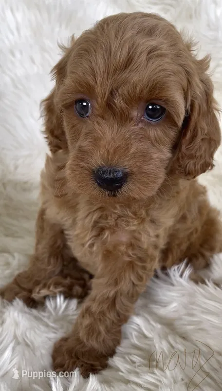 Mary – Goldendoodle puppy for sale in Atmore, AL