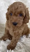 Mary, a female Goldendoodle for sale in Atmore, AL – 1 of 10