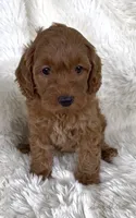 Lydia, a female Goldendoodle for sale in Atmore, AL – 3 of 10