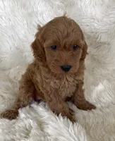 Mary, a female Goldendoodle for sale in Atmore, AL – 2 of 10