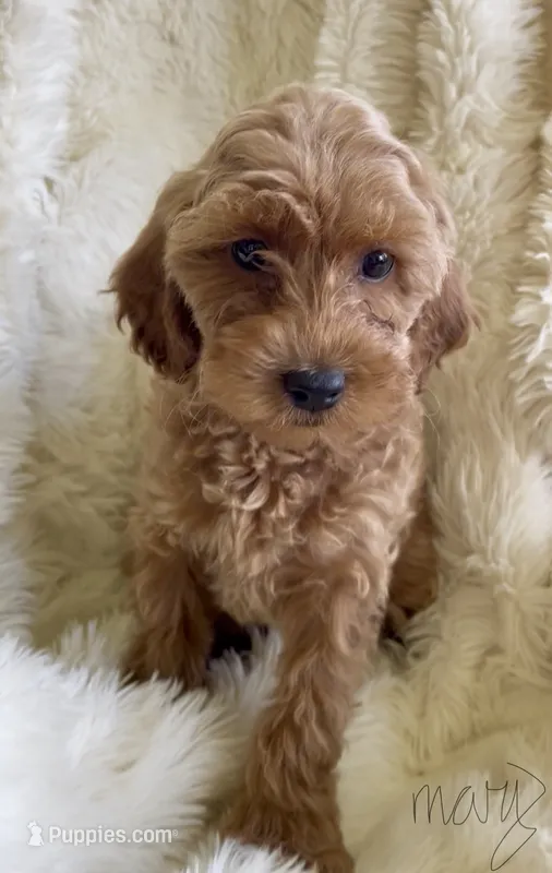 Mary – Goldendoodle puppy for sale in Atmore, AL