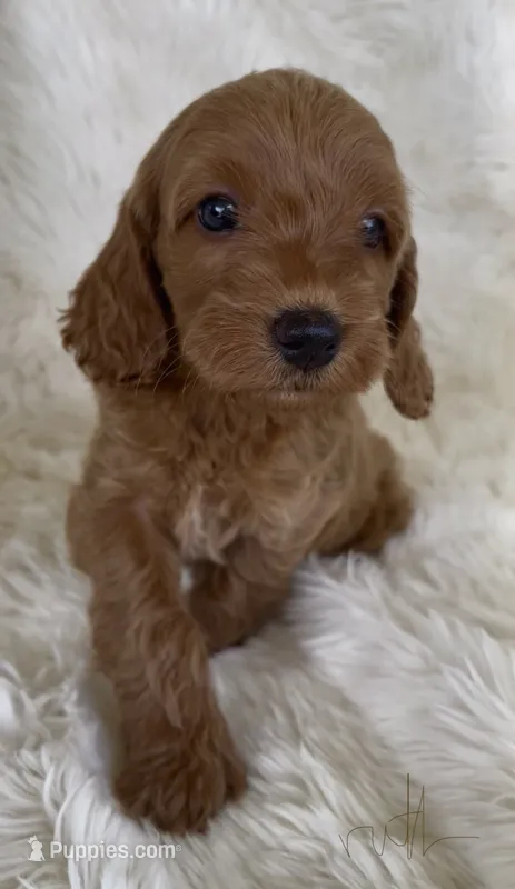 Ruth – Goldendoodle puppy for sale in Atmore, AL