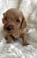 Mary, a female Miniature Goldendoodle for sale in Atmore, AL – 3 of 9