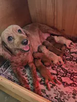 Allen, a male Miniature Goldendoodle for sale in Atmore, AL – 3 of 8