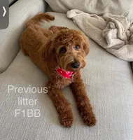 Allen, a male Miniature Goldendoodle for sale in Atmore, AL – 8 of 8