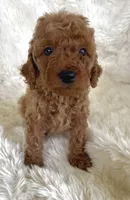 Abby, a female Goldendoodle for sale in Atmore, AL – 2 of 10