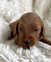 Ruth, a female Miniature Goldendoodle for sale in Atmore, AL – 2 of 9