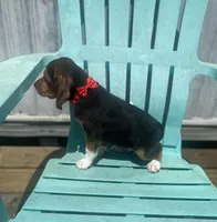 Duchess, a female Beagle for sale in Sebring, FL – 5 of 6