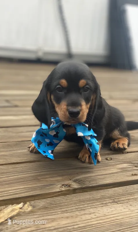 Backy – Dachshund puppy for sale in Sebring, FL