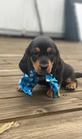Backy, a male Dachshund for sale in Sebring, FL – 1 of 5
