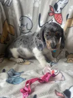 Zeno, a male Dachshund for sale in Sebring, FL – Photo 4 of 8