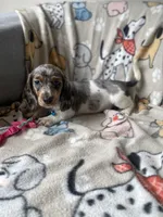 Zeno, a male Dachshund for sale in Sebring, FL – Photo 2 of 8