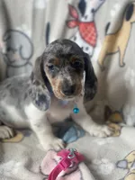 Zeno, a male Dachshund for sale in Sebring, FL – Photo 1 of 8