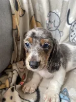 Zeno, a male Dachshund for sale in Sebring, FL – Photo 3 of 8