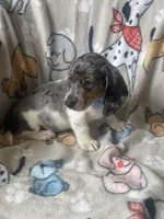 Zeno, a male Dachshund for sale in Sebring, FL – Photo 7 of 8