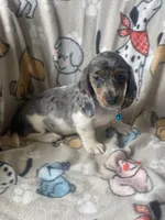 Zeno, a male Dachshund for sale in Sebring, FL – Photo 5 of 8