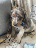 Zeno, a male Dachshund for sale in Sebring, FL – Photo 6 of 8