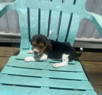 Princess , a female Beagle for sale in Sebring, FL – 3 of 6