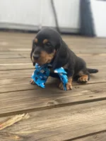 Backy, a male Dachshund for sale in Sebring, FL – 4 of 5