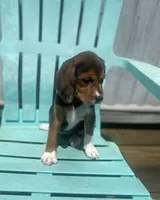 Duchess, a female Beagle for sale in Sebring, FL – 2 of 6
