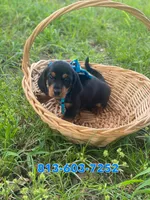 Backy, a male Dachshund for sale in Sebring, FL – 2 of 5
