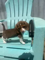 Abby, a female Beagle for sale in Sebring, FL – 3 of 6