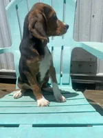 Duchess, a female Beagle for sale in Sebring, FL – 3 of 9