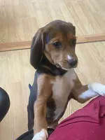 Duchess, a female Beagle for sale in Sebring, FL – 7 of 9