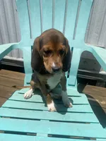 Duchess, a female Beagle for sale in Sebring, FL – 6 of 9