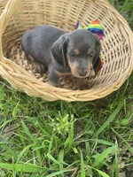 Pollux, a male Dachshund for sale in Sebring, FL – 4 of 7