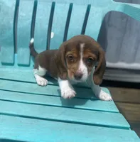 Abby, a female Beagle for sale in Sebring, FL – 2 of 6
