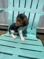 Princess , a female Beagle for sale in Sebring, FL – 6 of 6