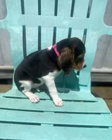 Princess , a female Beagle for sale in Sebring, FL – 5 of 6