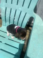 Princess , a female Beagle for sale in Sebring, FL – 4 of 6