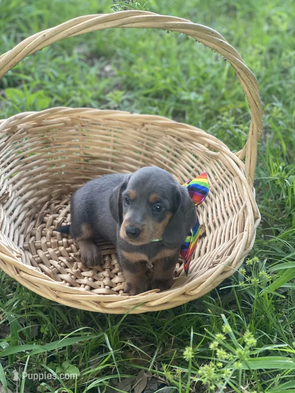 Pollux – Dachshund puppy for sale in Sebring, FL