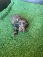 Rocco, a male Dachshund for sale in Sebring, FL – Photo 2 of 4