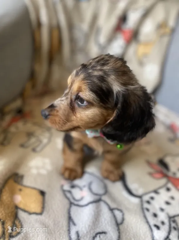 Rocco – Dachshund puppy for sale in Sebring, FL