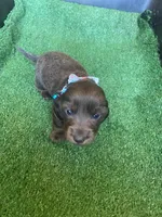 Rocco, a male Dachshund for sale in Sebring, FL – Photo 1 of 4