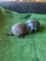 Rocco, a male Dachshund for sale in Sebring, FL – Photo 4 of 4