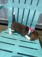 Abby, a female Beagle for sale in Sebring, FL – 5 of 6