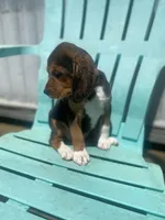 Duchess, a female Beagle for sale in Sebring, FL – 3 of 6