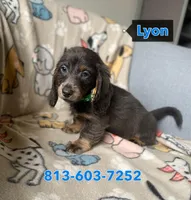 Lyon, a male Dachshund for sale in Sebring, FL – Photo 7 of 8