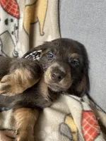 Lyon, a male Dachshund for sale in Sebring, FL – Photo 8 of 8