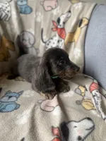 Lyon, a male Dachshund for sale in Sebring, FL – Photo 2 of 8