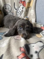 Lyon, a male Dachshund for sale in Sebring, FL – Photo 5 of 8